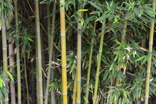 描寫竹子的有關(guān)詩句古詩