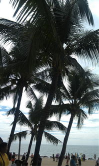 關(guān)于海浪椰風的詩句