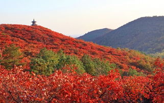 關(guān)于香山的詩句是杜牧寫的