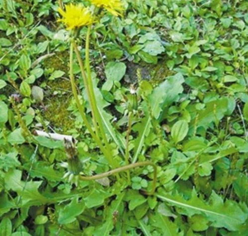 關(guān)于蒲公英的古代詩句