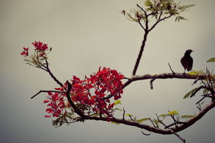 幼兒園梅花的詩句古詩大全