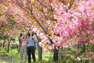 關于櫻花樹的詩句古詩