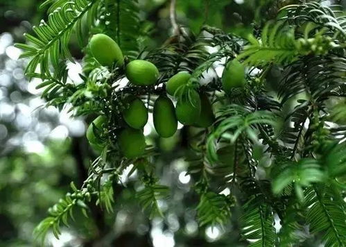 關(guān)于香榧的詩句