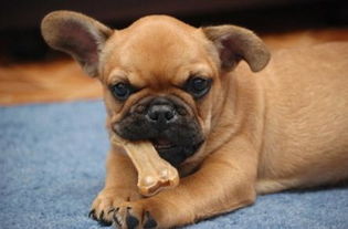 關(guān)于雞狗的詩句