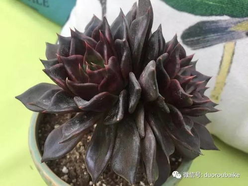 關(guān)于黑王子的詩(shī)句