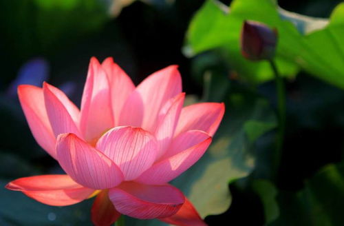 關(guān)于荷花的詩句英文