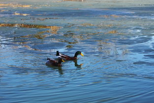 形容冰雪消融的詩(shī)句,冰雪消融萬(wàn)物復(fù)蘇的詩(shī)句,描寫(xiě)春天冰雪消融的詩(shī)句
