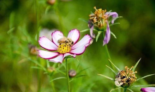 詩(shī)句,深度,優(yōu)美