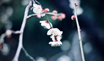 關(guān)于常見梅花的詩句