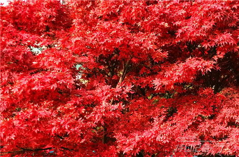 描寫(xiě)楓林晚景的詩(shī)句,描寫(xiě)楓林盡染的詩(shī)句,描寫(xiě)深秋楓林美景的詩(shī)句