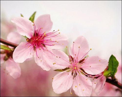 關(guān)于桃花與美女的詩(shī)句