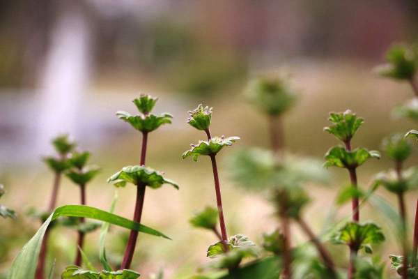 描寫(xiě)春天關(guān)于花的詩(shī)句古詩(shī)大全,描寫(xiě)春天櫻花的詩(shī)句古詩(shī),描寫(xiě)春天小草的詩(shī)句古詩(shī)