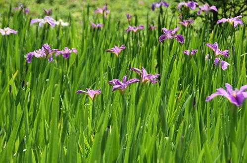 草長(zhǎng)鶯飛,春光明媚,詩(shī)句,描寫