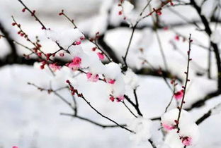 關于冬天的梅花的詩句古詩
