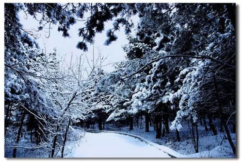 詠雪贊美雪的詩(shī)句,詠雪不見(jiàn)雪字的詩(shī)句,詠雪名句(描寫(xiě)雪的詩(shī)句)