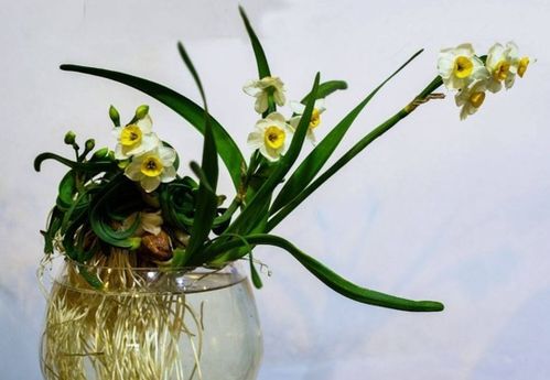 關(guān)于水仙的詩句古詩詞