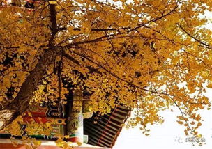 表達(dá)愁緒的古詩(shī)句