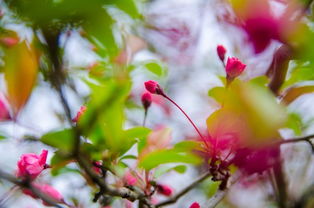 詩句,遍地,桃花