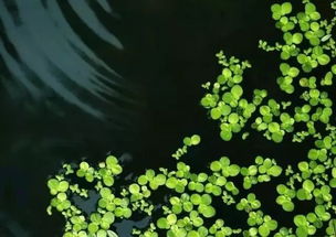 詩句,雨水,大全