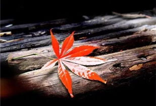 關(guān)于愛情失望的古詩句