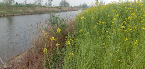 我愛(ài),古詩(shī),詩(shī)句,家鄉(xiāng)