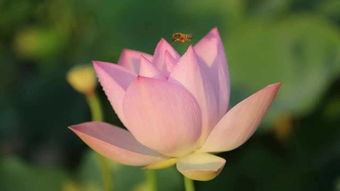 晚荷的詩(shī)句古詩(shī),寫荷的詩(shī)句古詩(shī),含有荷的詩(shī)句古詩(shī)