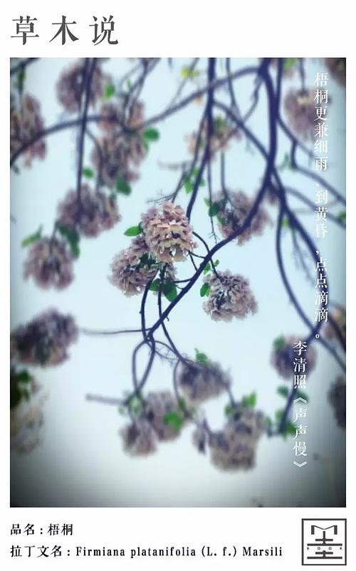 關(guān)于愁的詩(shī)句梧桐