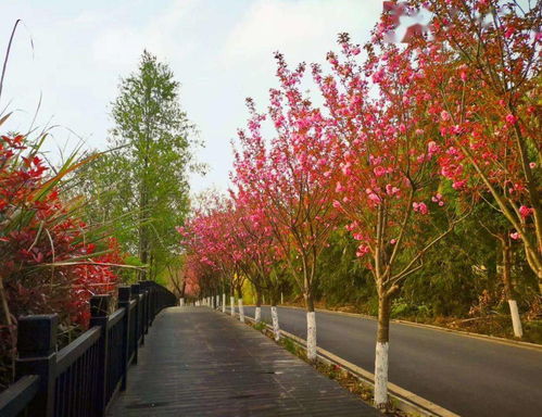 春天的詩(shī)句有哪些?,贊美春天的詩(shī)句有哪些,春天桃花的詩(shī)句有哪些