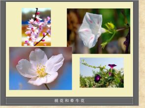 的花,詩(shī)句,各種各樣