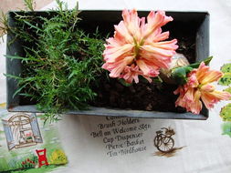 養(yǎng)花愉悅心情的詩(shī)句,形容心情愉悅的詩(shī)句,養(yǎng)花使人心情愉悅