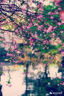 詩句,落花,大全