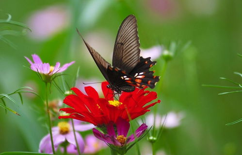 關(guān)于蝴蝶破繭成蝶的詩(shī)句