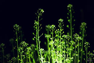 描寫(xiě)四月的經(jīng)典古詩(shī)句