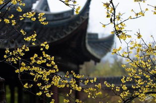 關(guān)于雨中賞梅的詩句