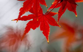 關(guān)于楓葉和讀書的詩句