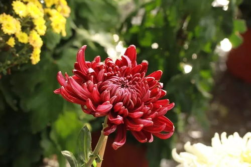 古詩里面有菊花的詩句