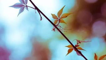 關(guān)于秋凄涼的詩(shī)句古詩(shī),寫秋凄涼的詩(shī)句,秋風(fēng)秋雨秋凄涼詩(shī)句