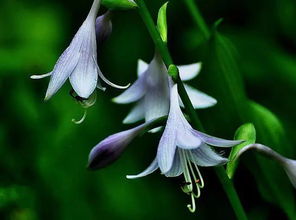 關(guān)于玉簪花的詩(shī)句