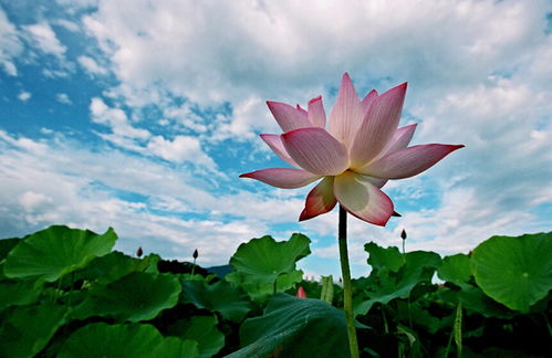 四關于荷花的詩句古詩大全