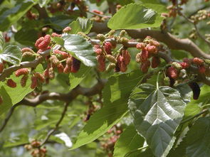 關(guān)于桑樹的詩句