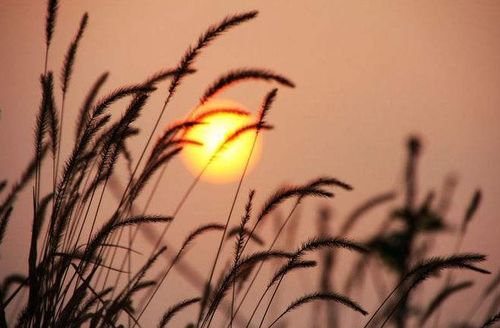 關(guān)于秋天愛情的詩句古詩詞,寫秋天的詩句古詩詞,秋天落葉的詩句古詩詞