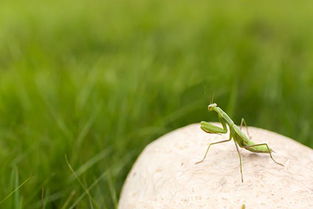 關(guān)于螳螂的古詩句,捕魚樂趣古詩句,關(guān)于螳螂的古詩四句