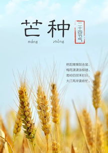 關(guān)于芒種節(jié)氣的詩句