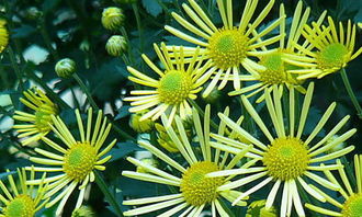 一級(jí)關(guān)于菊花的詩(shī)句