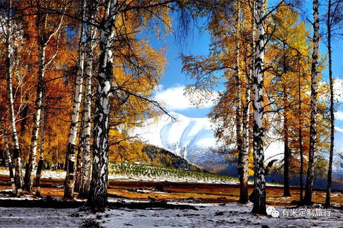 關(guān)于白樺林的詩句