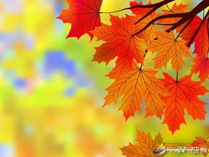 描寫(xiě)銀杏葉的古詩(shī)句有哪些