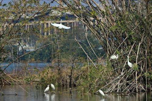 江上美景的古詩(shī)句子是