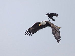 關(guān)于烏鴉的詩句古詩詞