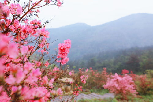 關(guān)于杜鵑有名的詩句