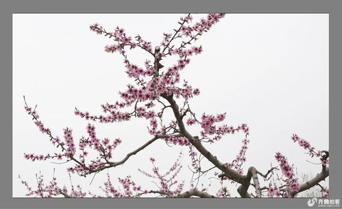 關(guān)于三月春風(fēng)的詩(shī)句